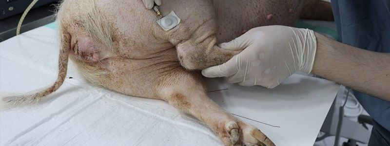DGIST 연구진이 개발한 인체 삽입형 헬스 모니터링 전자봉합사를 이용해 돼지의 아킬레스건을 봉합하고 상태를 모니터링하고 있다. DGIST 제공