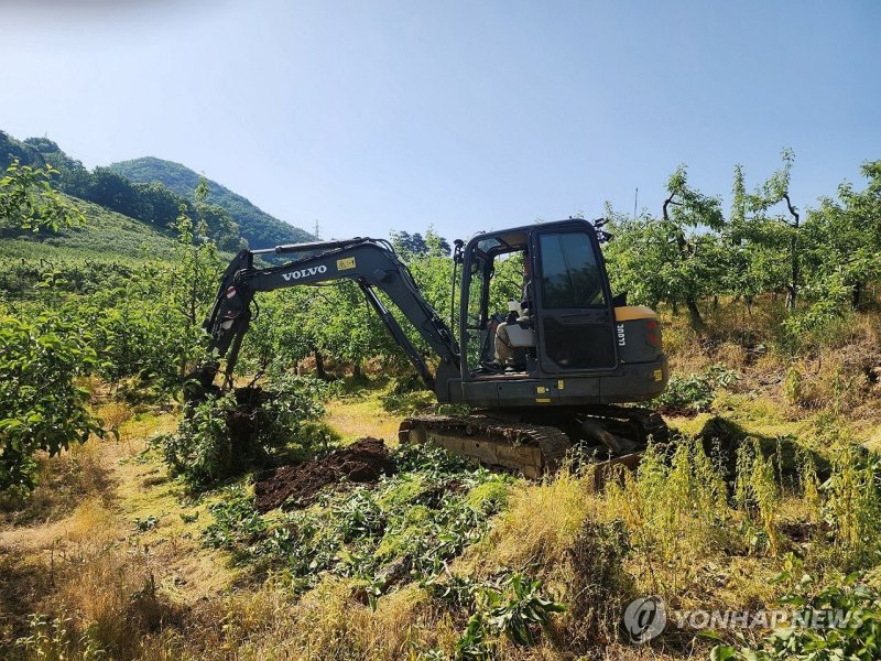 매몰 처리되는 과수화상병 사과나무 매몰 처리되는 과수화상병 사과나무 (충주=연합뉴스) 14일 충북 충주시 동량면 조동리의 과수원에서 과수화상병 감염이 확인된 사과나무를 매몰 처리하고 있다. 2024.5.14 [충주시 제공. 재판매 및 DB 금지] photo@yna.co.kr (끝)