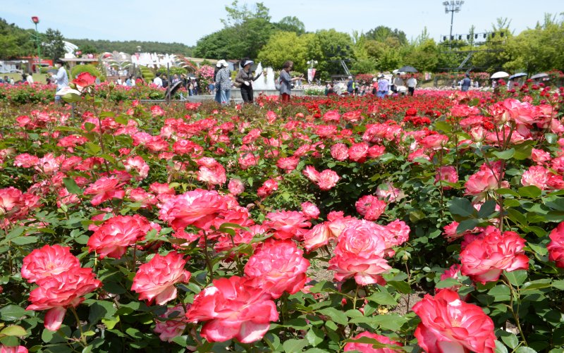 [울산=뉴시스] 배병수 기자 = ‘제16회 울산대공원 장미축제’가 22일 울산 남구 대공원 장미원 및 남문광장 일원에서 ‘러브스토리 인 울산’을 주제로 개막하였다. 장미원을 찾은 많은 시민들과 관광객들이 300만송이 장미향 가득한 장미꽃길을 거닐고 있다. 2024.05.22. bbs@newsis.com.