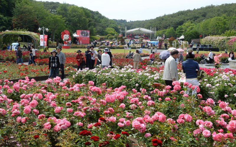 [울산=뉴시스] 배병수 기자 = ‘제16회 울산대공원 장미축제’가 22일 울산 남구 대공원 장미원 및 남문광장 일원에서 ‘러브스토리 인 울산’을 주제로 개막하였다. 장미원을 찾은 많은 시민들과 관광객들이 300만송이 장미향 가득한 장미꽃길을 거닐고 있다. 2024.05.22. bbs@newsis.com.