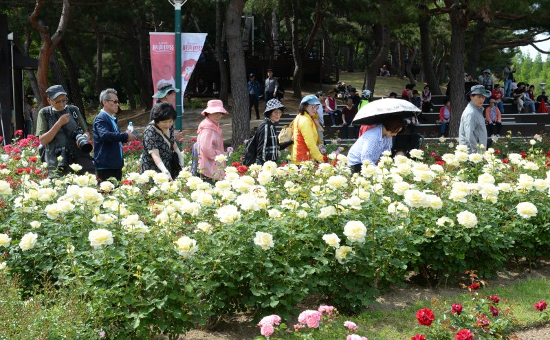 [울산=뉴시스] 배병수 기자 = ‘제16회 울산대공원 장미축제’가 22일 울산 남구 대공원 장미원 및 남문광장 일원에서 ‘러브스토리 인 울산’을 주제로 개막하였다. 장미원을 찾은 많은 시민들과 관광객들이 300만송이 장미향 가득한 장미꽃길을 거닐고 있다. 2024.05.22. bbs@newsis.com.