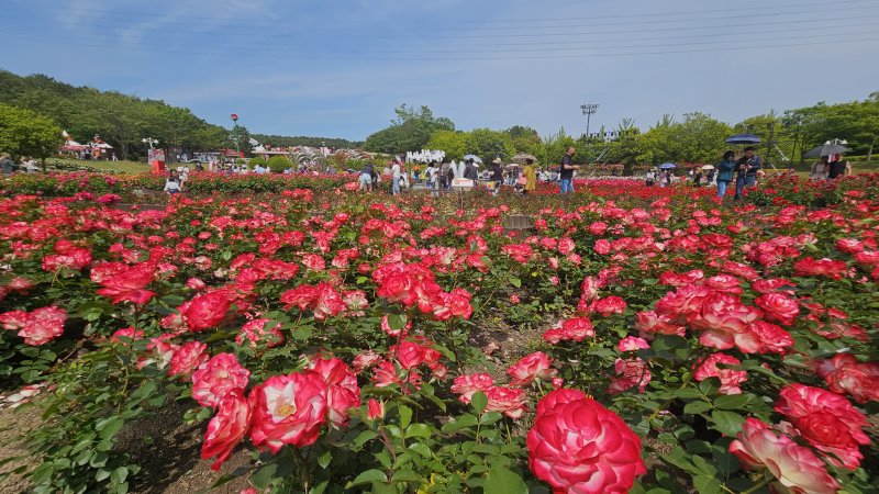 [울산=뉴시스] 배병수 기자 = ‘제16회 울산대공원 장미축제’가 22일 울산 남구 대공원 장미원 및 남문광장 일원에서 ‘러브스토리 인 울산’을 주제로 개막하였다. 장미원을 찾은 많은 시민들과 관광객들이 300만송이 장미향 가득한 장미꽃길을 거닐고 있다. 2024.05.22. bbs@newsis.com.