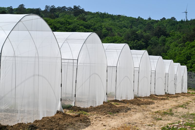 [강릉=뉴시스] 공동취재단 = 감자 바이러스는 진딧물을 통해 옮기는 경우가 다수이기에 진딧물의 공격을 막기 위해 모기장 같은 망사를 설치한다. 사진은 강릉에 위치한 감자원종장의 망실 모습. 2024.05.23.