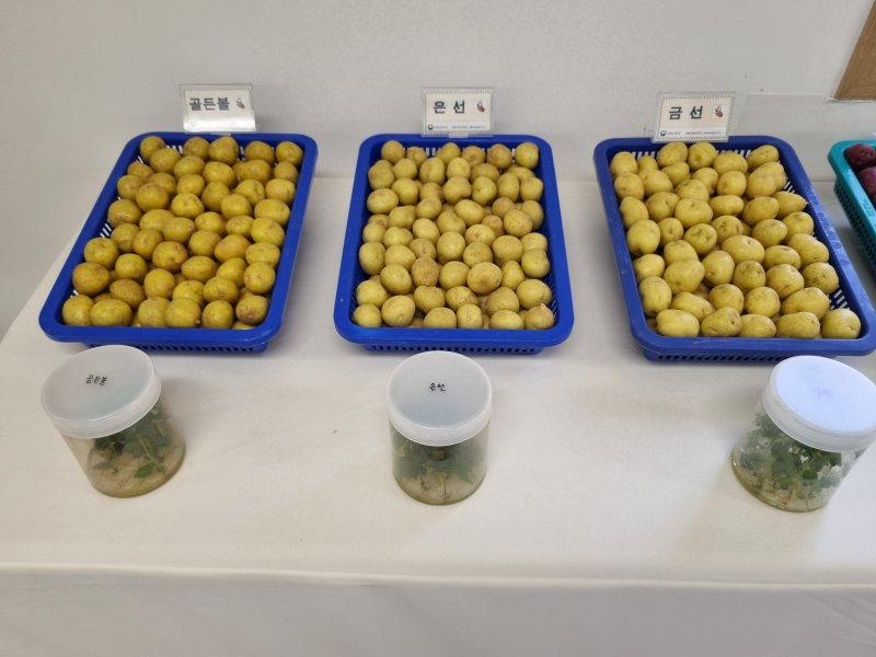 [평창=뉴시스] 임하은 기자 = 한국형 프렌치프라이로 제격인 '골든볼' 품종은 봄 재배용으로, 속이 노랗고 맛이 좋은데 갈변이 지연된다는 장점이 있다. 특히 수미 품종보다 고온에 잘 견뎌 생산성이 높다. 또 연중 햇감자로는 2기작 품종인 '은선'과 '금선'을 가을과 겨울에 재배하는 전남 보성과 전북 부안 지역에 확대 공급하고 있다. rainy71@newsis.com 2024.05.23.