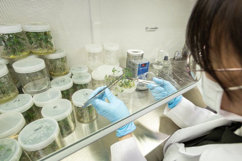 [평창=뉴시스] 강원도 평창 대관령에 위치한 고령지농업연구소에서 씨감자의 첫 시작인 기본종과 기본식물을 생산한다. (사진 = 농촌진흥청 제공)