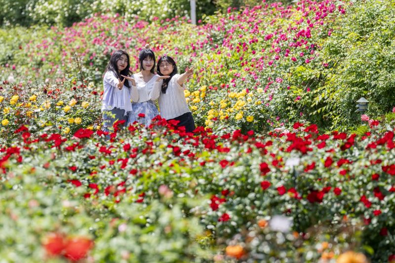 에버랜드를 찾은 고객들이 720품종 300만송이 장미가 만발한 에버랜드 장미원에서 기념촬영을 하고 있다. 에버랜드 제공