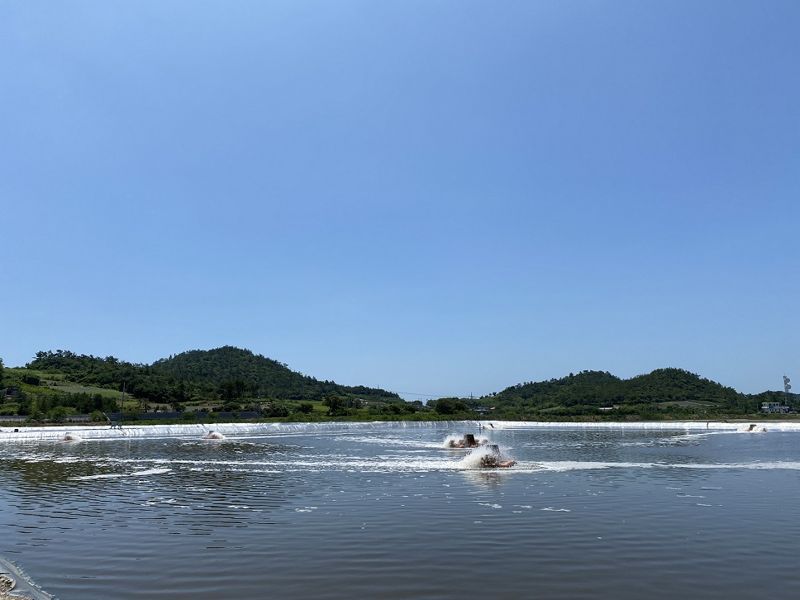 전남 신안군은 '왕새우 전국 최대 주산지' 명성을 잇기 위해 군내 곳곳에 위치한 축제식 왕새우 양식장<사진>에 총 5억만 마리의 종자 입식을 완료하고 본격적인 양식에 돌입했다고 28일 밝혔다. 신안군 제공