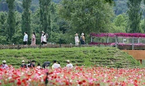 가평 자라섬 꽃 정원 [가평군 제공. 재판매 및 DB 금지]