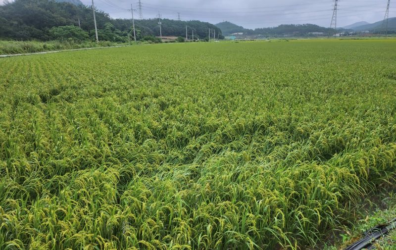 전남도가 '2025년 가루쌀 전문 생산단지 육성 사업'에 참여할 농업경영체를 오는 14일까지 읍·면·동 행정복지센터에서 모집한다. 사진은 진도군 소재 가루쌀 재배단지 모습. 전남도 제공