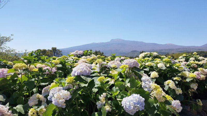 서귀포시 휴애리에 핀 수국.(제주관광공사 제공)