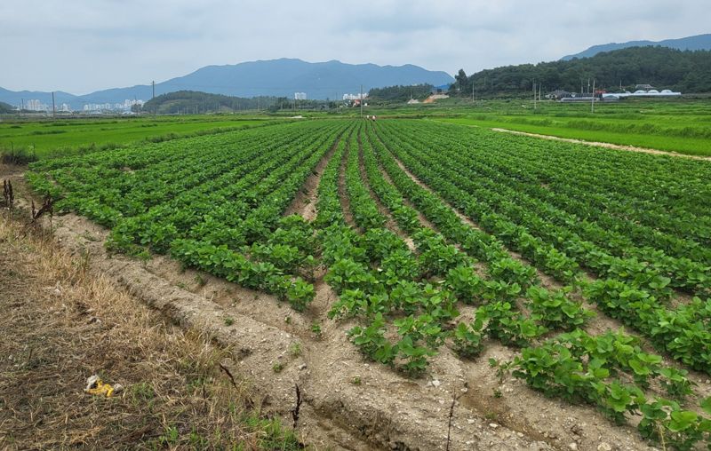 전남도 "전략작물 직불금 하계작물 신청 서두르세요"