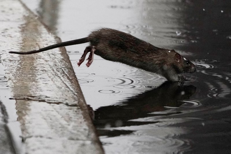 미국 뉴욕 맨해튼의 한 거리에서 쥐가 흙탕물에 뛰어들고 있다. (사진은 기사 내용과 무관함) / 뉴스1 ⓒ News1 2024.4.13 ⓒ 로이터=뉴스1 ⓒ News1 강민경 기자