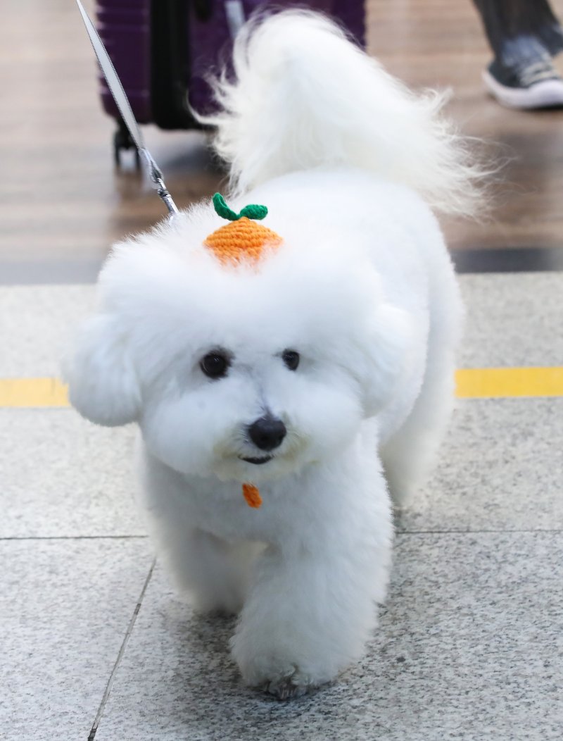 제주국제공항 국내선 1층 도착장으로 국내 최초 반려견 동반 전세기 타고 온 탑승객들이 반려견과 이동하고 있다. 뉴시스