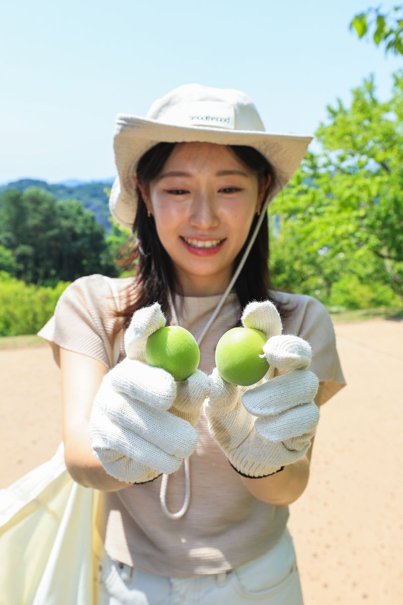 "에버랜드에서 매실 땄어요"… 경쟁률만 55대 1