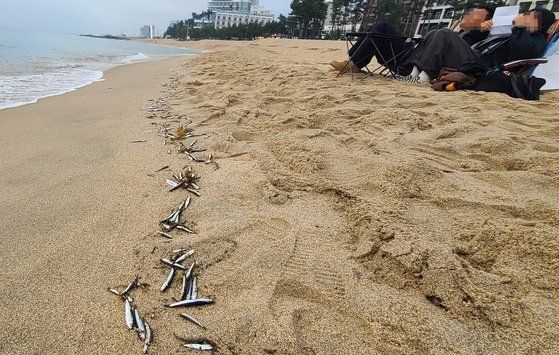 "동해바다에 불길한 징조가?"..경포 백사장 늘어선 '죽은 멸치떼' 발견