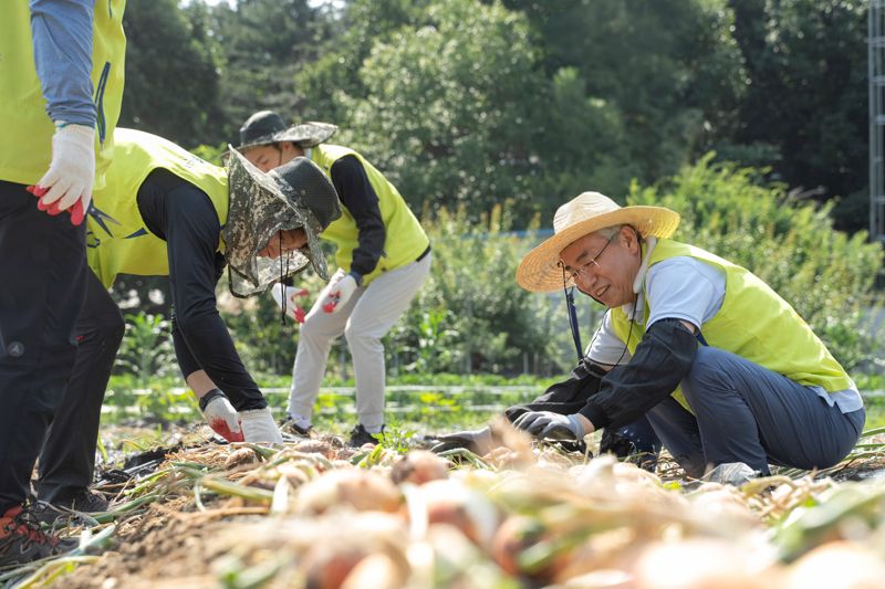 NH농협금융지주 이석준 회장(오른쪽 첫 번째)이 지난 14일 경기도 양주군 백석읍 양파농가에서 양파를 캐고 있다. 사진=NH농협금융 제공