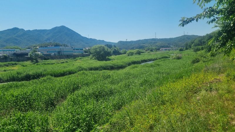 포천시, '갈대잎' 사료화...축산농가의 경영비 절감에 '앞장'