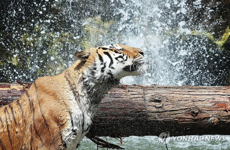 시원한 물속이 좋아 시원한 물속이 좋아 (용인=연합뉴스) 홍기원 기자 = 전국 곳곳에 폭염특보가 내려진 19일 오후 경기도 용인시 에버랜드에서 한국호랑이가 시원한 물속에 들어가 더위를 식히고 있다. 2024.6.19 xanadu@yna.co.kr (끝)