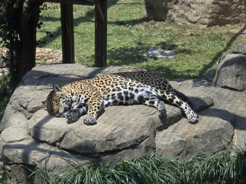 그늘에서 더위 피하는 재규어 (서울=연합뉴스) 최원정 기자 = 서울에 첫 폭염주의보가 내려진 19일 오후 서울 광진구 어린이대공원에서 재규어가 그늘에 누워 쉬고 있다. 2024.6.19 away777@yna.co.kr