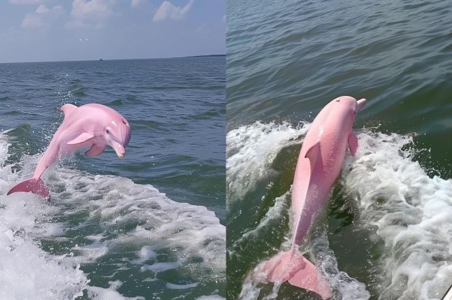 해안에서 발견된 '희귀종' 핑크 돌고래, 알고보니 반전