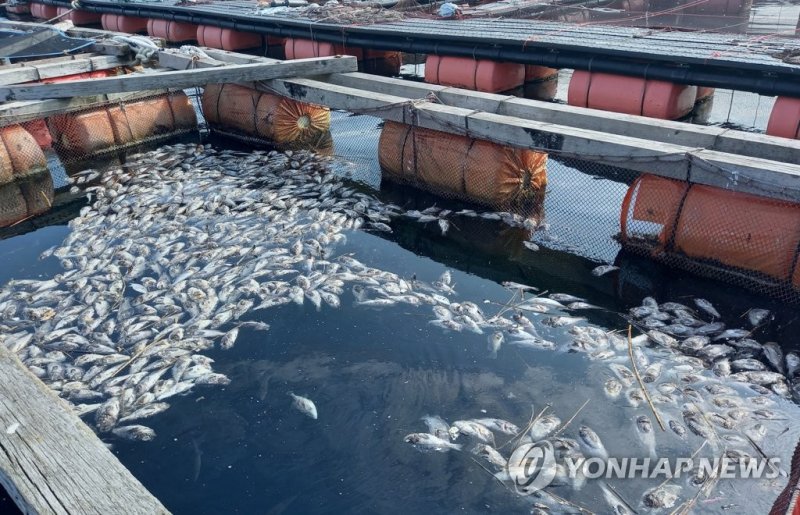 폭염으로 경남 통영시 욕지도 한 양식장에서도 다량의 조피볼락(우럭)이 폐사해 바다에 둥둥 떠 있다. 2023.8.18 <연합뉴스>