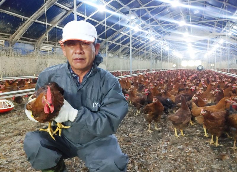 '복날 머지 않았네'...롯데마트, '깨끗한 축산농장'서 기른 토종닭 내놓는다