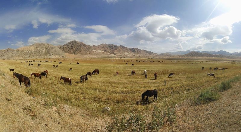 나린 가는 길은 몽골의 초원이 연상됐다. 사진=김태원(tan)