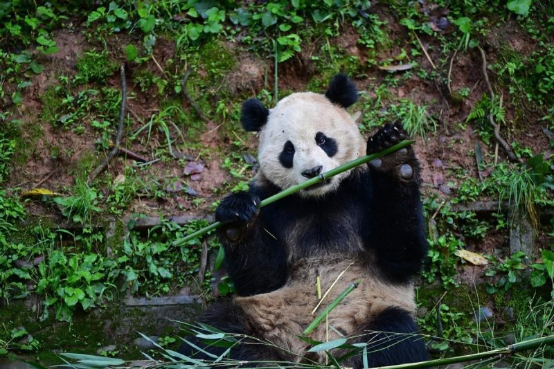 중국 쓰촨성 중국판다보호연구센터에서 미국 샌디에이고 동물원으로 26일 보내진 5살 수컷 자이언트 판다 윈촨. 차이나데일리 캡처. 연합뉴스