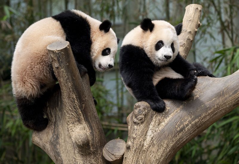 "쌍둥이 판다의 선택은?"… 에버랜드, 돌잔치 유튜브 중계