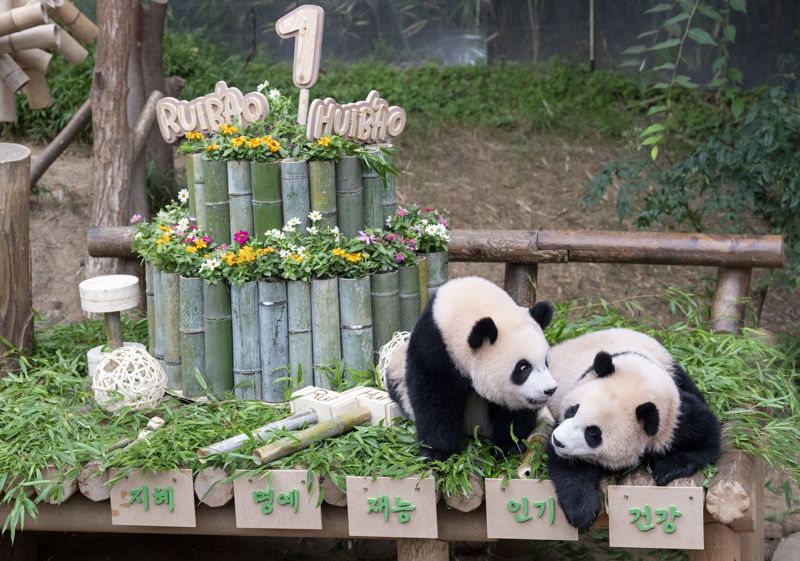 7일 첫 생일을 맞은 에버랜드 쌍둥이 판다 루이바오(왼쪽)와 후이바오. 에버랜드 제공