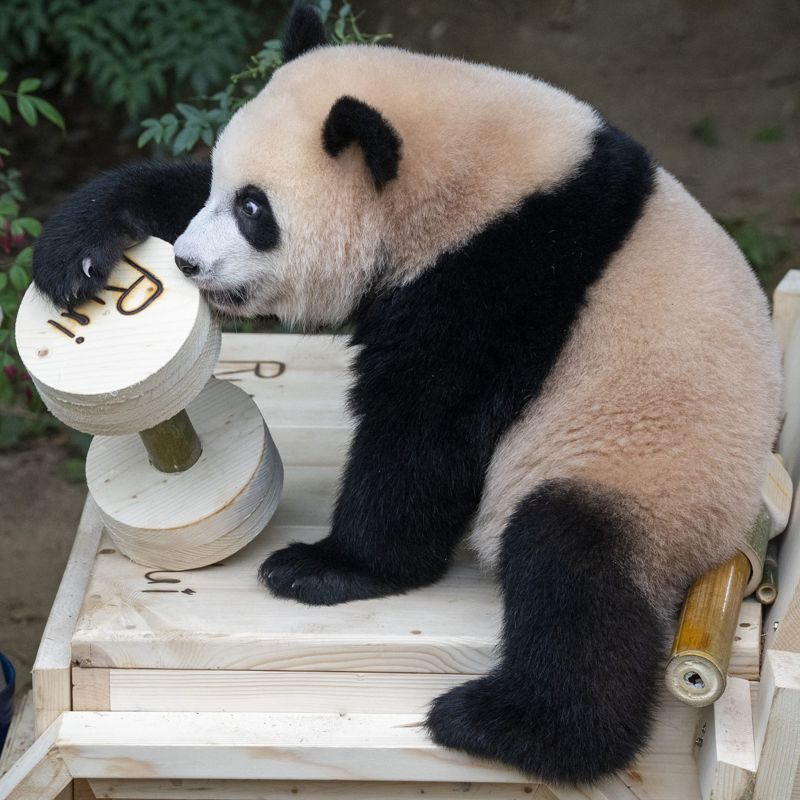 돌잡이로 건강을 상징하는 대나무 아령을 잡은 루이바오. 에버랜드 제공