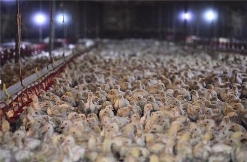 밀집사육되는 닭들 [동물해방물결 제공. 재판매 및 DB 금지]