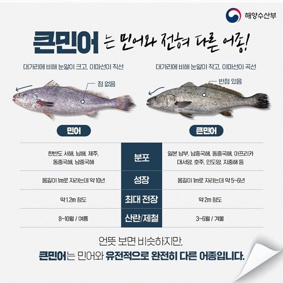 해양수산부가 밝힌 민어와 큰민어 식별법