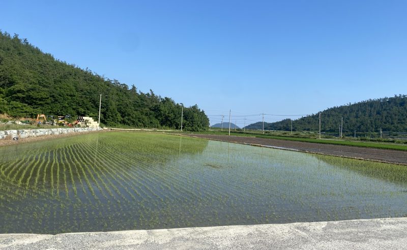 전남도는 쌀 적정 생산 정책에 많은 농업인들이 참여할 수 있도록 전략작물 직불금 하계 신청 기간을 오는 31일까지 연장한다고 밝혔다. 사진은 논콩 가루쌀 재배단지 모습. 전남도 제공