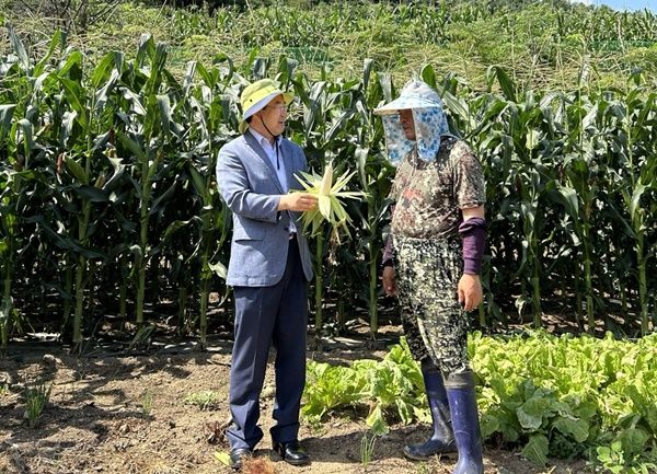 오는 19일부터 홍천 찰옥수수 축제가 시작되는 가운데 농민들이 옥수수 출하를 앞두고 있다. 홍천군 제공