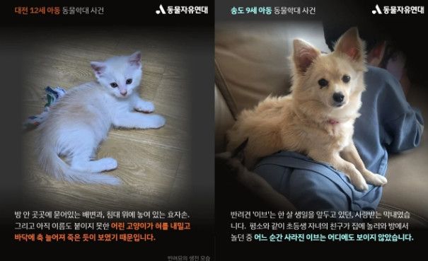 강아지 창밖으로 던져 죽인 '촉법소년'…이유 묻자 "몰라요"