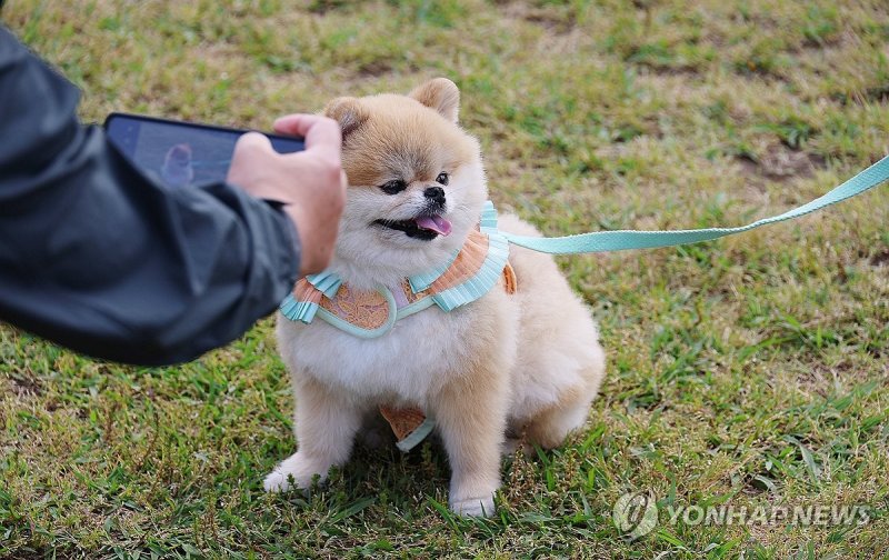 4일 오전 제주시민복지타운 광장에서 열린 2024년 제주 반려동물 문화축제에서 반려동물을 키우는 제주도민과 관광객, 반려동물이 함께 산책하거나 각종 체험행사에 참여해 즐거운 시간을 보내고 있다. 연합뉴스