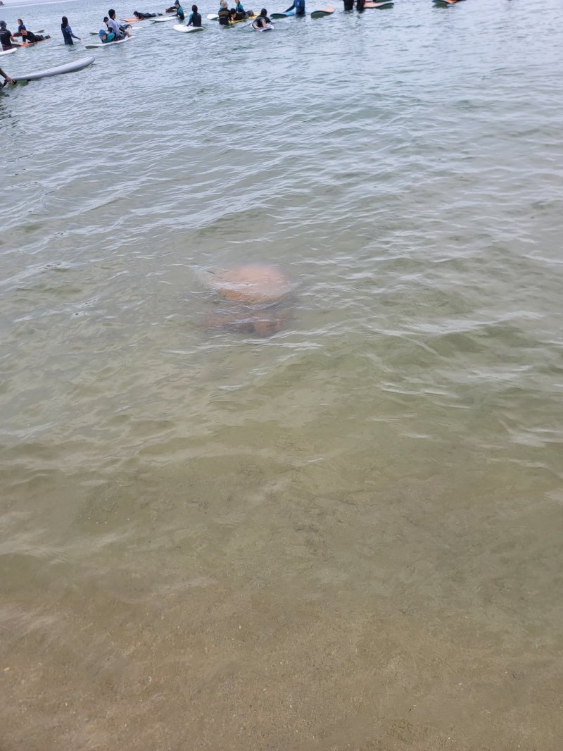 강원 북부동해안에 출몰한 해파리.(속초해경 제공) 2024.7.23/뉴스1