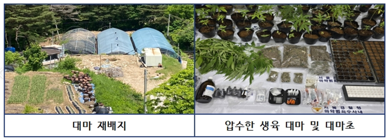 24일 경찰에 따르면 서울경찰청 마약범죄수사대는 마약류 관리에 관한 법률 위반 혐의 등으로 60명을 입건했다. 사진은 왼쪽부터 일당이 대마를 재배해온 밭의 모습과 압수된 마약류 /사진=서울경찰청 제공