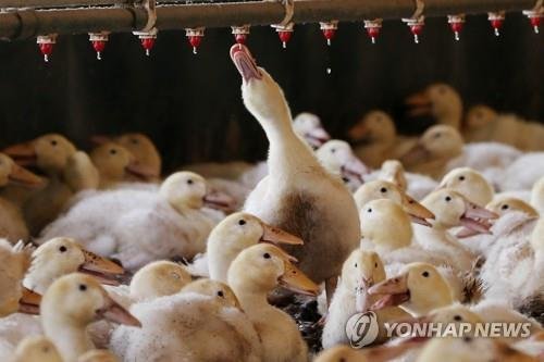 하천 오리 죽인 50대 외국인...“죄인 줄 몰랐다”