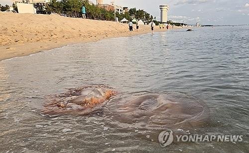 "해수욕장서 해파리 조심" 쏘임사고 빈번