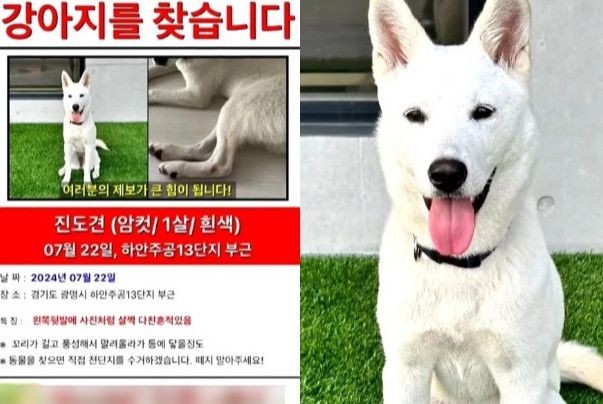 "괴성 지르며 쫓아온 男 때문에 반려견, 도망치다 차에.."