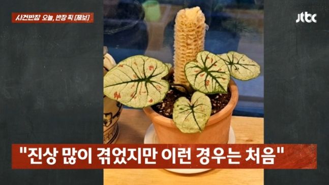 "이런 진상이 있네"…다 먹은 옥수수 화분에 꽂고 나간 남녀