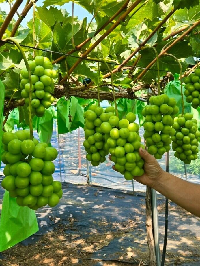 상주 중화농협 샤인머스캣 쿠팡 제공