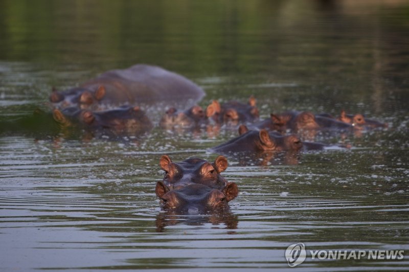 에스코바르가 길렀던 하마들 FILE - Hippos wade in a lake at the Hacienda Nápoles Theme Park in Puerto Triunfo, Colombia, Feb. 12, 2020. An iconic female hippopotamus named Vanessa, descended from the hippos that were originally brought to Colombia by the late drug baron Pablo Escobar as part of his personal zoo,