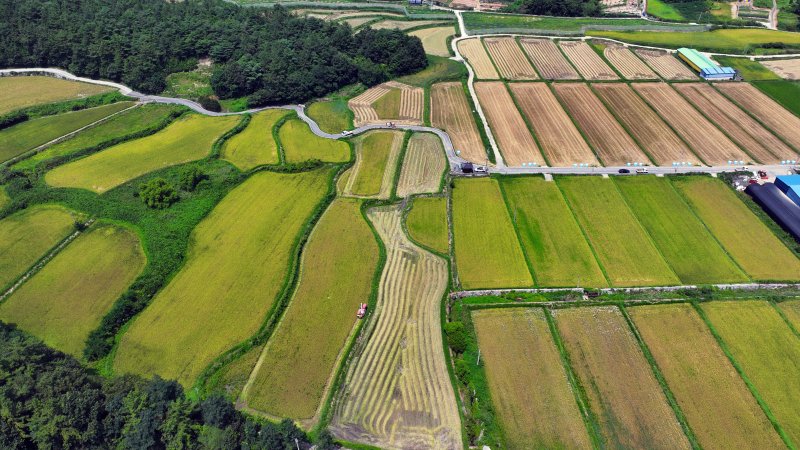 폭염 속 벼 추수 한창 (고흥=연합뉴스) 김혜인 기자 = 무더위가 한창인 8일 오후 전남 고흥군 고흥읍 등암리의 한 논에서 농민이 콤바인을 타고 조생종인 진옥벼를 수확하고 있다. 2024.8.8 in@yna.co.kr (끝) 사진=연합 지면화상