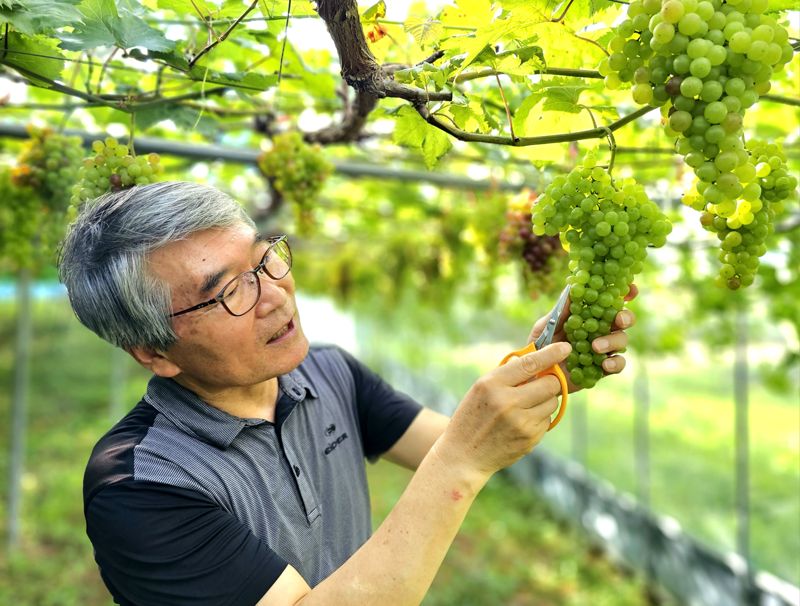 전남도가 8월의 친환경농산물로 황룡강의 맑은 정기를 이어받은 장성의 청정 포도를 선정한 가운데 장성 삼서면 유평리에 위치한 힐링포도원 김옥성 대표가 유기농법으로 재배한 친환경 포도를 살펴보고 있다. 전남도 제공