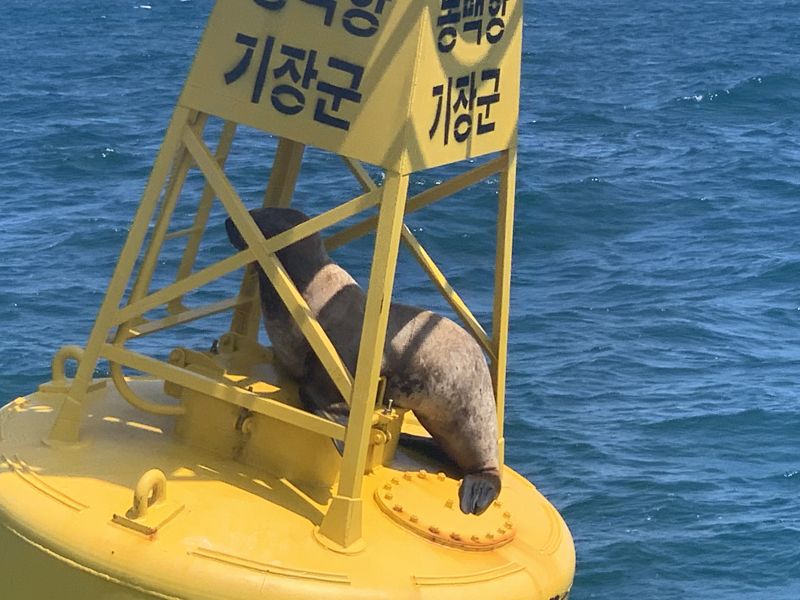 멸종위기 '큰바다사자' 발견돼.. 먹잇감 찾다가 지쳐 부표 위로