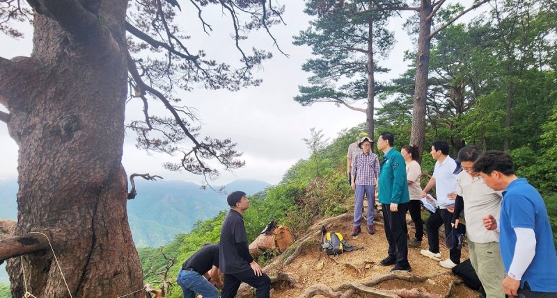 울진 대왕소나무 피해현황 살피는 산림청 대책반 [산림청 제공. 재판매 및 DB 금지]