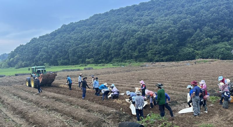 지난 6일 경기도 연천의 한 폭우피해 인삼밭에서 KGC인삼공사가 긴급 구매할 인삼이 수확되고 있다. /사진=KGC인삼공사